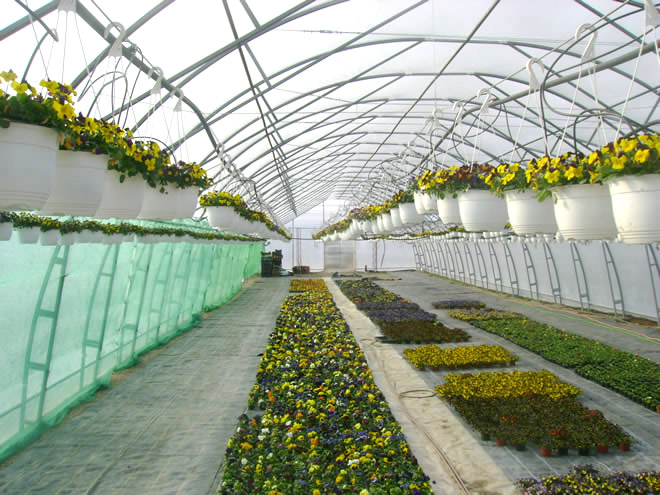 Producţie de plantele floricole şi arbuşti ornamentali