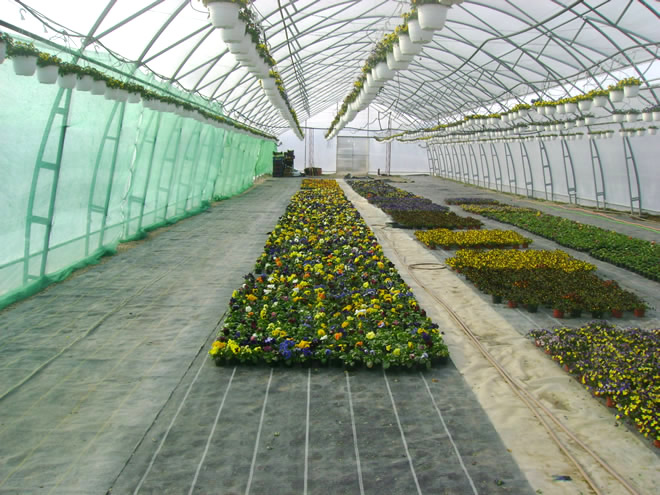 Producţie de plantele floricole şi arbuşti ornamentali